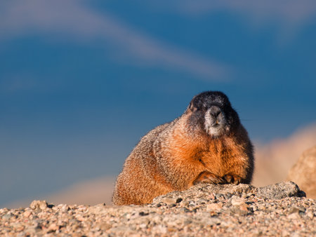 Yellow-bellied marmot on the Mount Evans, Colorado.の写真素材