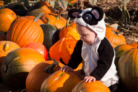 Toddler dressed up in cute costumes at the pumpkin patch.のeditorial素材