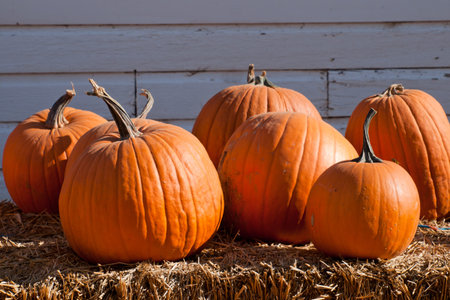 Riped pumpkins at the pumpking field.