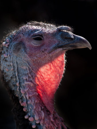 A free-range Thanksgiving turkey from an organic farm in Colorado.の写真素材