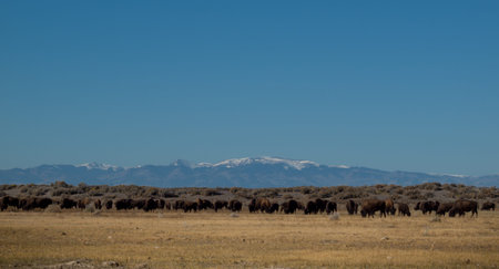 Buffalo herd on Zapata Ranch, Colorado. の写真素材