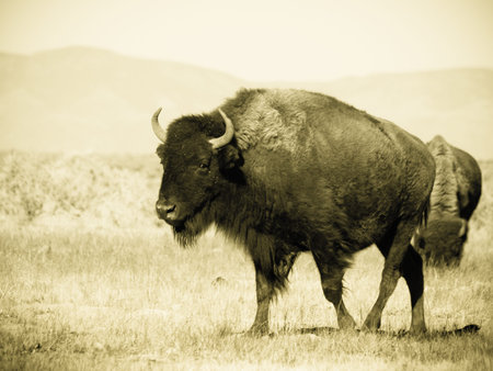 Buffalo herd on Zapata Ranch, Colorado.