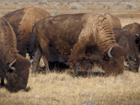 Buffalo herd on Zapata Ranch, Colorado.の写真素材