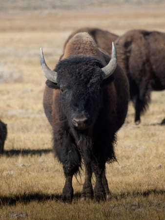 Buffalo herd on Zapata Ranch, Colorado. の写真素材