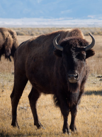 Buffalo herd on Zapata Ranch, Colorado. 