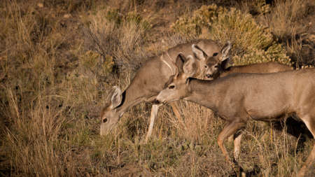 Wild deer at Great Sand Dunes National Park, Colorado.の写真素材