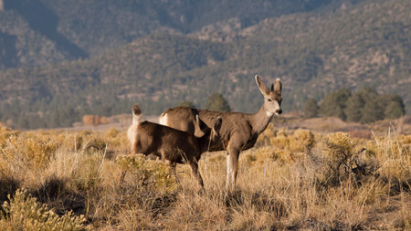 Wild deer at Great Sand Dunes National Park, Colorado.の写真素材