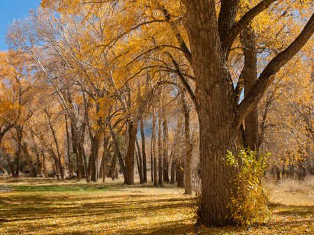 Autumn landscape at Zapata Ranch, Colorado.のeditorial素材