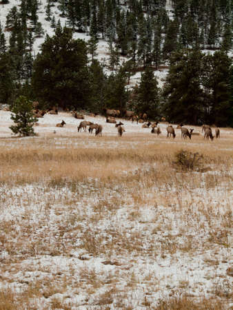Elk in Rocky Mountain National Park, Coloradoの写真素材