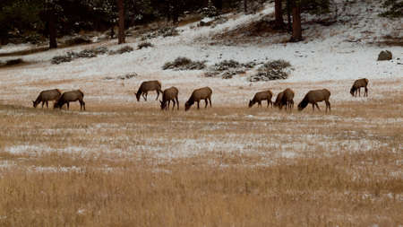 Elk in Rocky Mountain National Park, Coloradoの写真素材