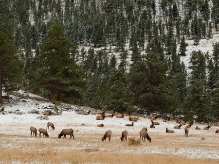 Elk in Rocky Mountain National Park, Coloradoの写真素材
