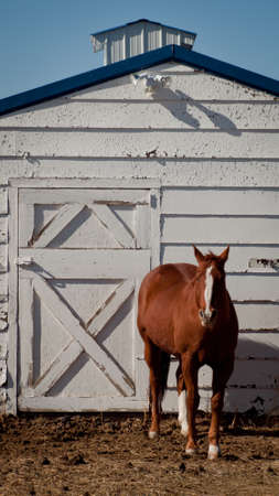 Horse near the white barn.の写真素材