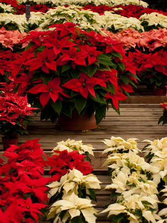 Rows of red and white poinsettia plants being grown at a Colorado nursery in preparation for the holiday season.の写真素材