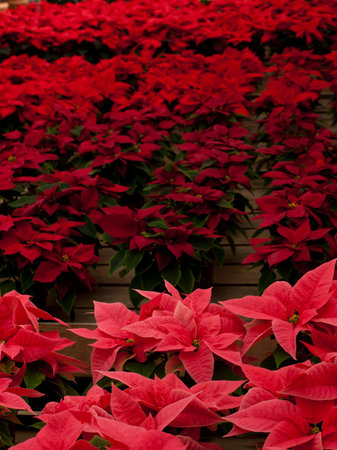 Rows of red poinsettia plants being grown at a Colorado nursery in preparation for the holiday season.の写真素材
