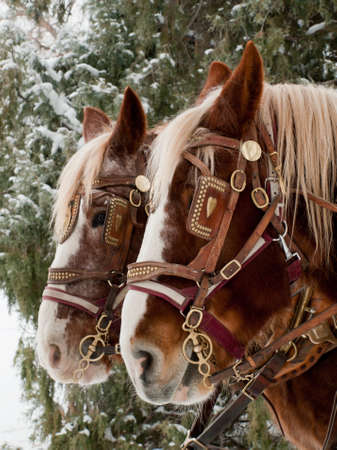 A carriage pulled by a pair of horses.の写真素材