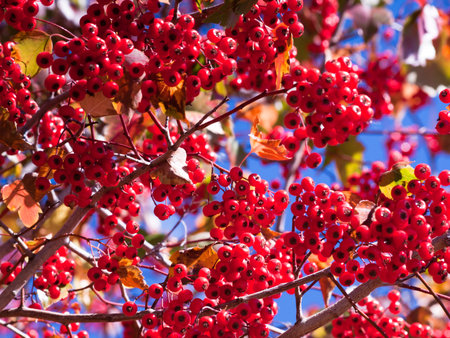 Washington Hawthorn with red berries in autumn.