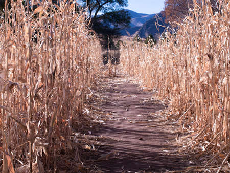 Farm field of dry corn in fall in Colorado.の写真素材
