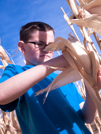 Young boy inspecting corn in cornfield maze.の写真素材