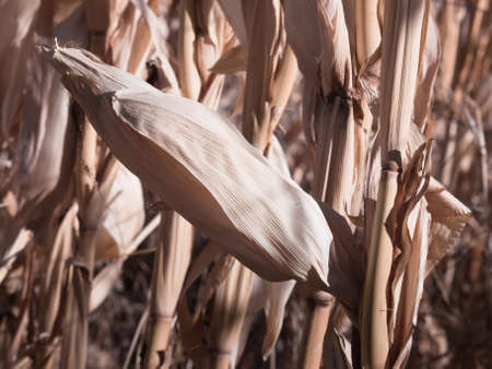 Farm field of dry corn in fall in Colorado.の写真素材