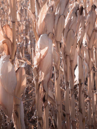 Farm field of dry corn in fall in Colorado.の写真素材