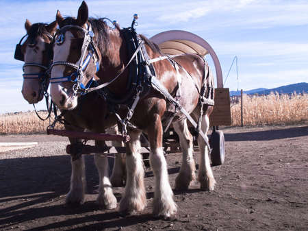 Pair of horses pulling a carriage in autumn.の写真素材