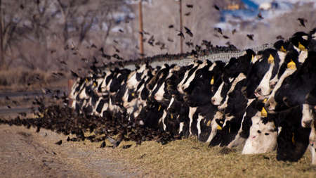 Dairy cows in a row feeding on hay.のeditorial素材