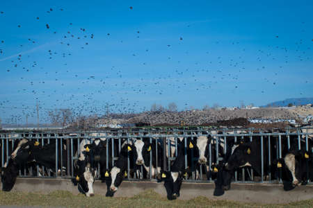 Dairy cows in a row feeding on hay.のeditorial素材