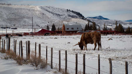 Texas longhorn on the farm in Silverthorne, Colorado.のeditorial素材
