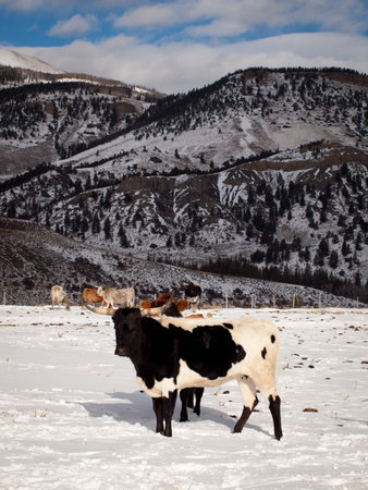 Texas longhorn on the farm in Silverthorne, Colorado.のeditorial素材
