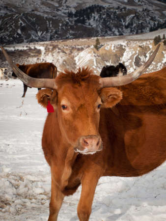 Texas longhorn on the farm in Silverthorne, Colorado.のeditorial素材