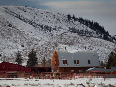 Texas longhorn on the farm in Silverthorne, Colorado.のeditorial素材