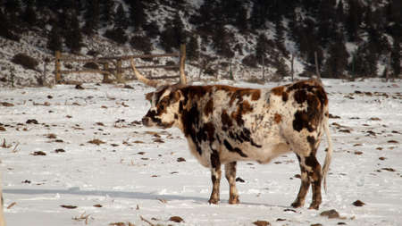 Texas longhorn on the farm in Silverthorne, Colorado.のeditorial素材