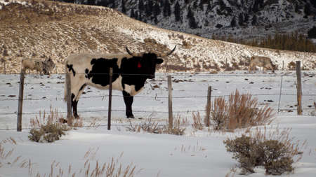 Texas longhorn on the farm in Silverthorne, Colorado.のeditorial素材