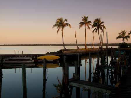 Group of palms at the Chokoloskee Island.の写真素材