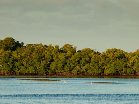 View of Ten Thousand Islands from West side of Chokoloskee Island.の写真素材