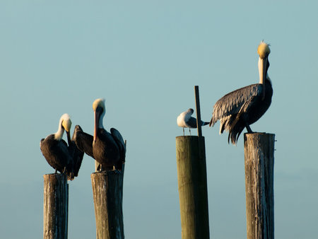 Brown pelican at the Chokoloskee Island.の写真素材