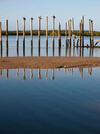 Brown pelicans at the Chokoloskee Island.の写真素材