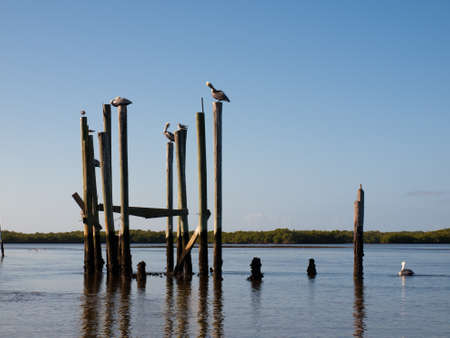 Brown pelicans at the Chokoloskee Island.の写真素材