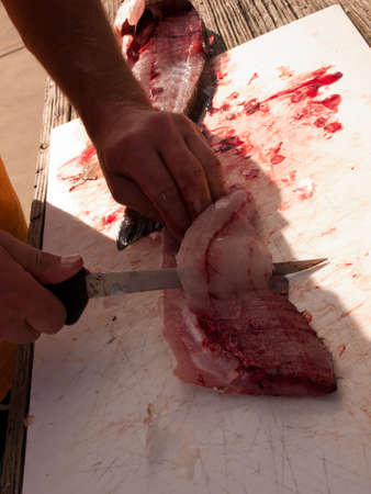 Fisherman cleaning his fresh catch of the day.のeditorial素材