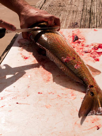 Fisherman cleaning his fresh catch of the day.のeditorial素材