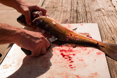 Fisherman cleaning his fresh catch of the day.のeditorial素材