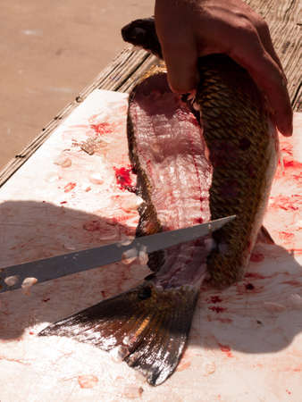 Fisherman cleaning his fresh catch of the day.のeditorial素材