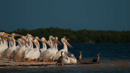 White pelicans at the Chokoloskee Island.の写真素材