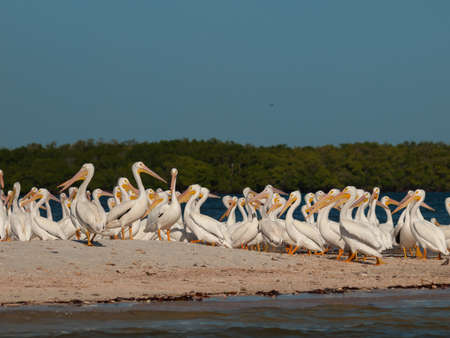 White pelicans at the Chokoloskee Island.の写真素材