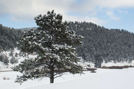 Winter forest near Evergreen, Colorado.の写真素材