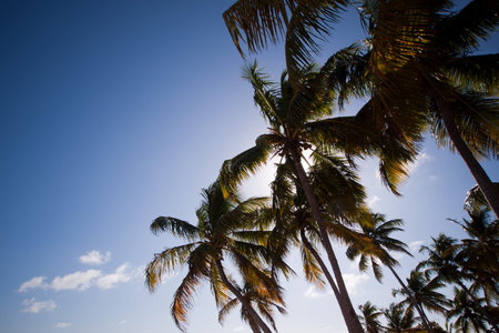 Top of the palm Stock Island, Florida.