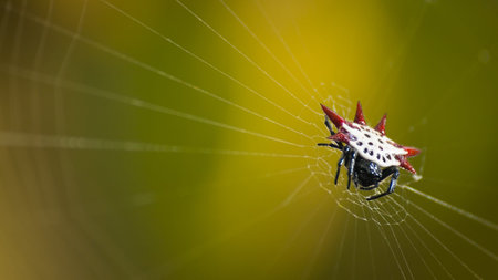 Micrathena Spider on Key West, Florida.