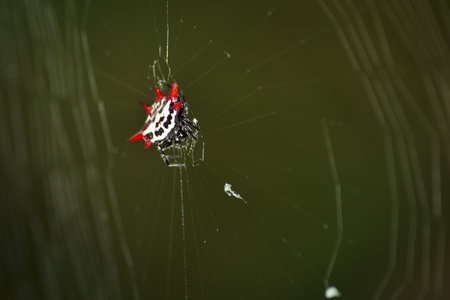 Micrathena Spider on Key West, Florida.の写真素材