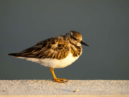 Small bird sitting on Seven Mile Bridge, Florida.の写真素材