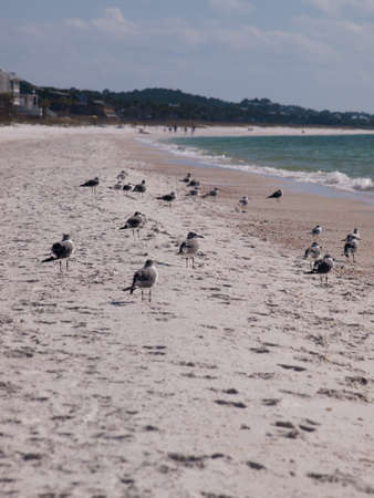 Beach houses at Mexico Beach, Florida.の写真素材